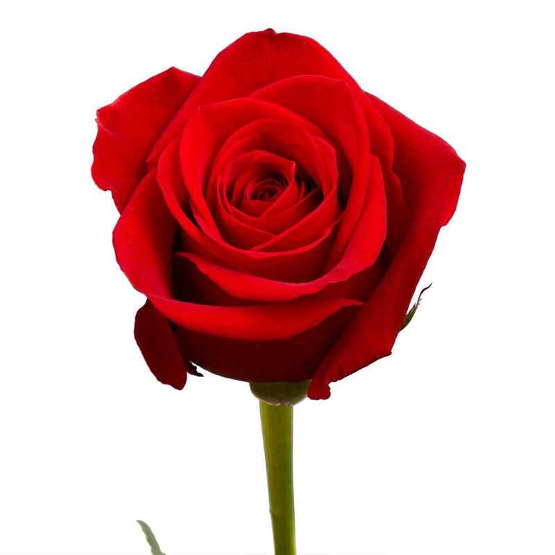 flower 2 - Eldad