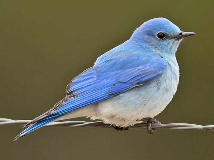 Birded 3