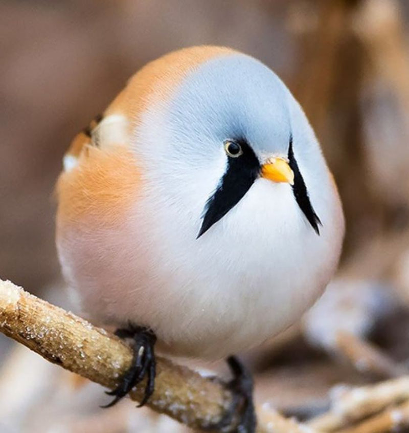 Bird 4