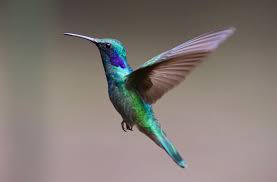 Bird 5 - Eldad2