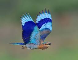 cool bird