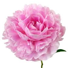 flower 4