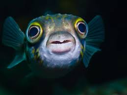 Fish1