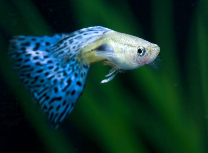 Fish2