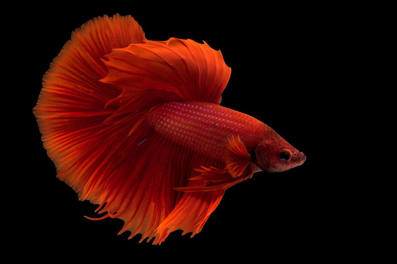 Fish3 - Eldad