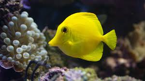 Fish4